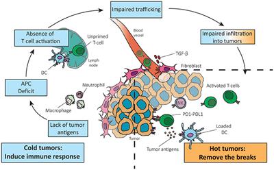 Tumor-Induced Immune Suppression: Mechanisms and Therapeutic Reversal